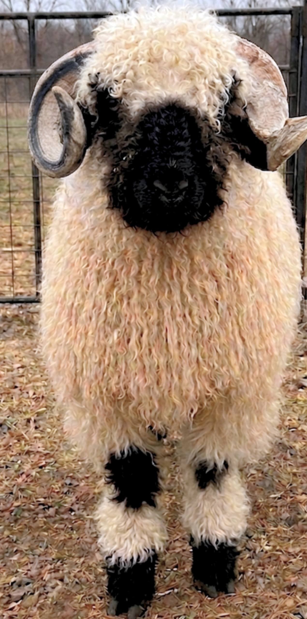 Herbaria MegaMan — Valais Blacknose ram portrait