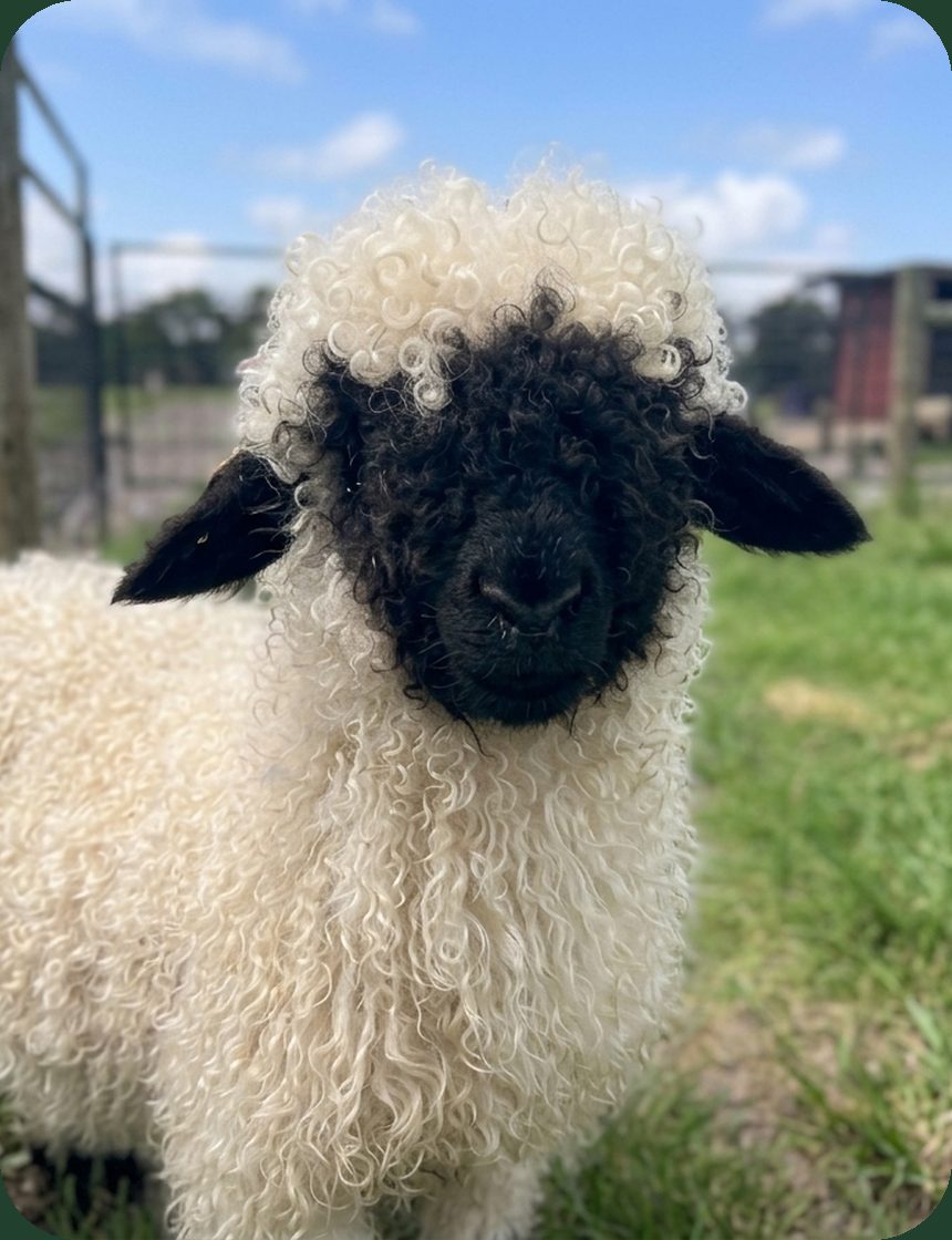 NaTe, Valais Blacknose companion wether
