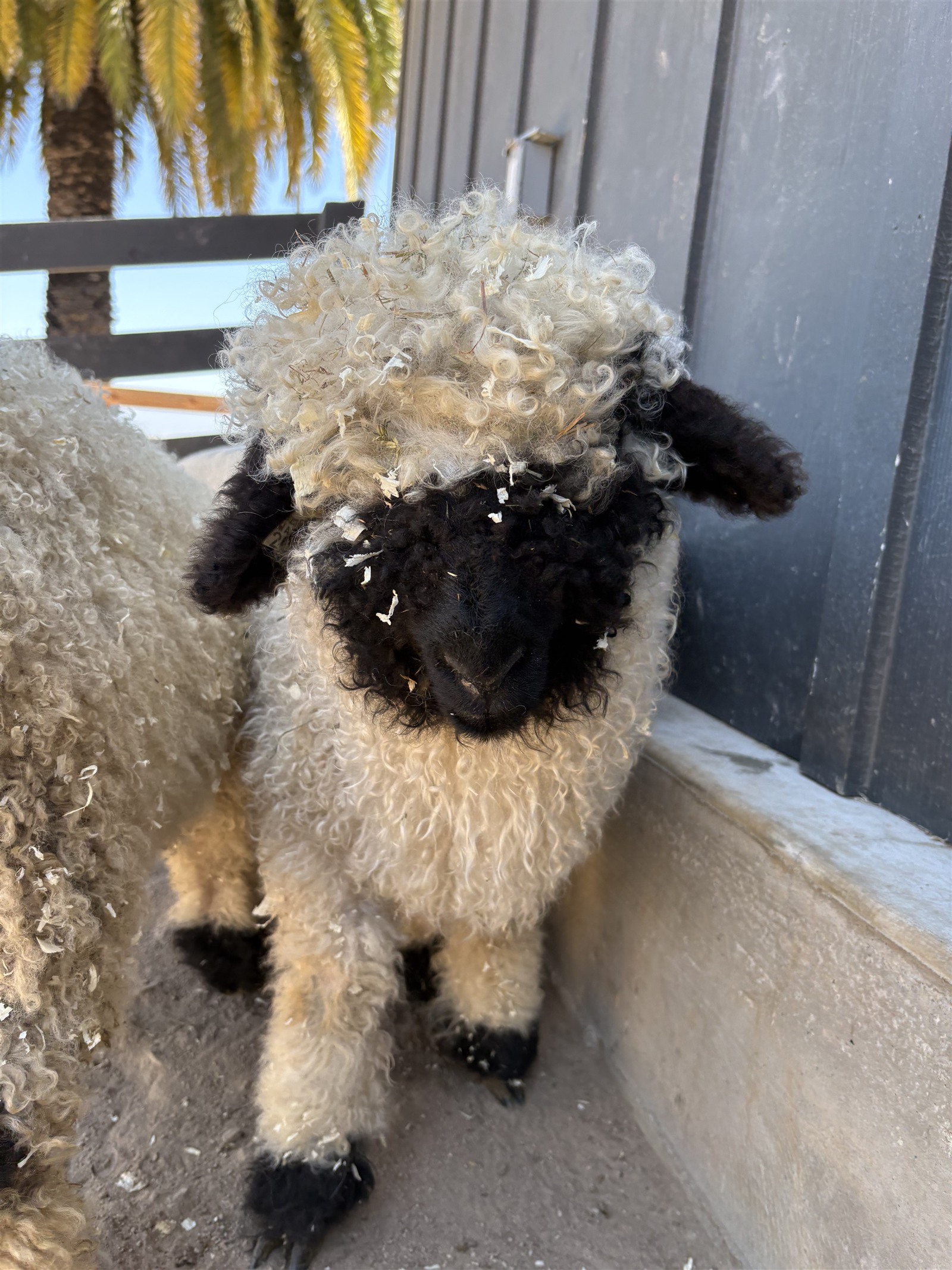 Valais Blacknose sheep at Monterey Valais in Salinas, California