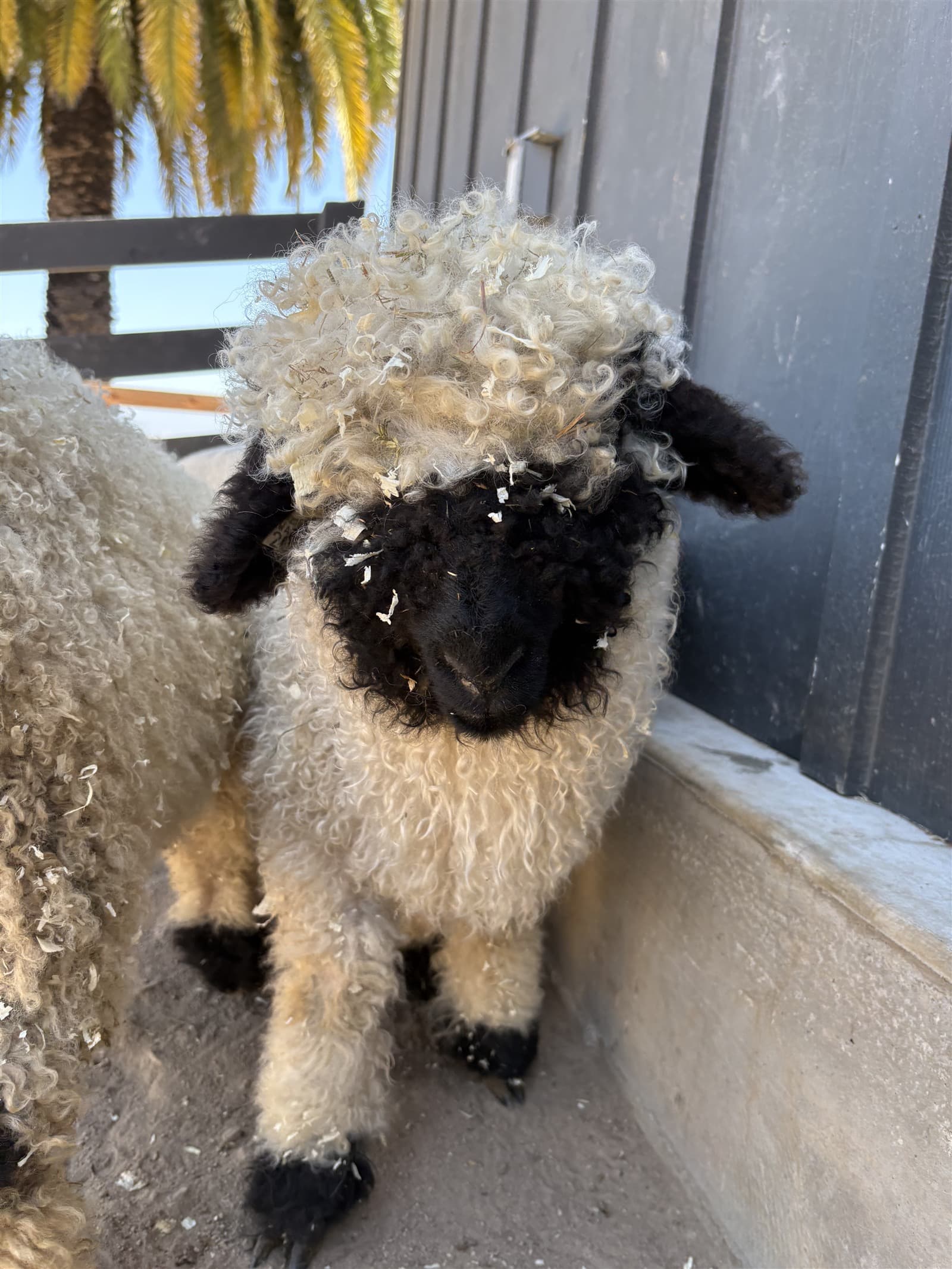 Valais Blacknose sheep at Monterey Mini Cow Company