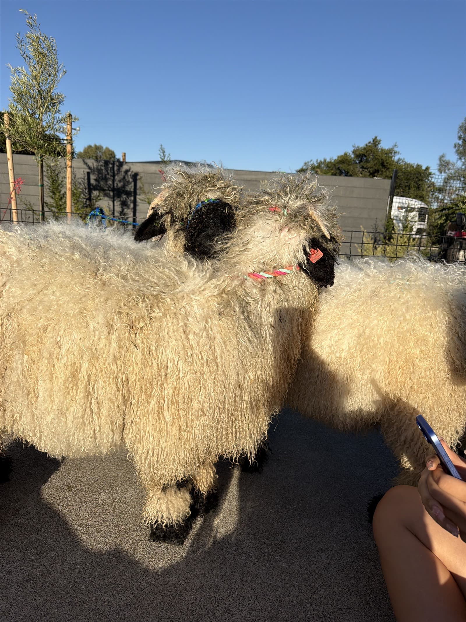 Valais Blacknose pair